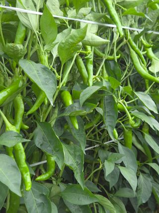 이석팔님의 고추 · 영농일지 작성글 사진