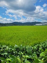 팜모닝 기타작물·영농일지 게시글 이미지