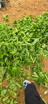 팜모닝 호박·영농일지 게시글 이미지