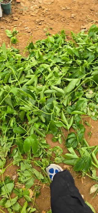 강단아님의 호박 · 영농일지 작성글 사진