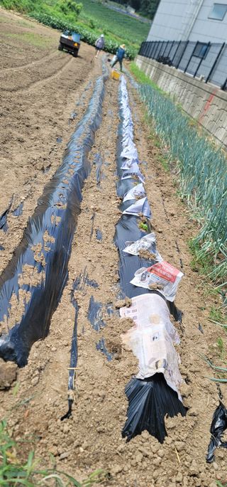 장재농원 최재석님의 배추 · 영농일지 작성글 사진