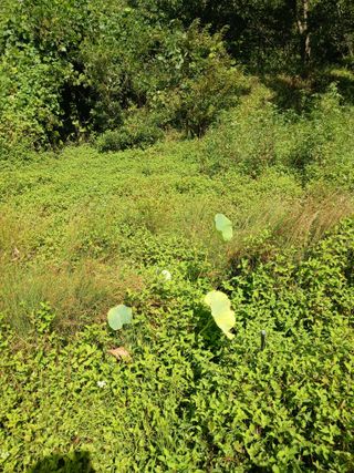 윤석돈님의 기타작물 · 영농일지 작성글 사진