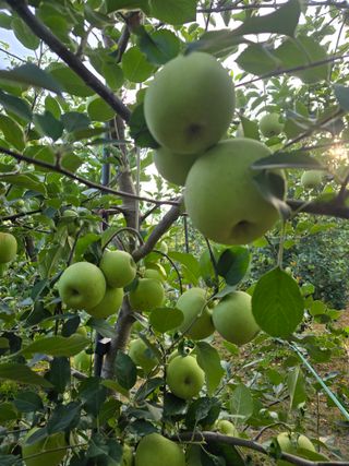 최동구님의 사과 · 영농일지 작성글 사진