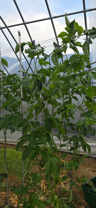 강단아님의 호박 · 영농일지 작성글 사진