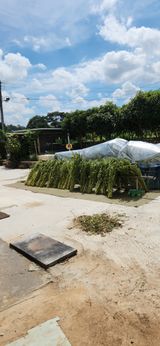 팜모닝 참깨·영농일지 게시글 이미지