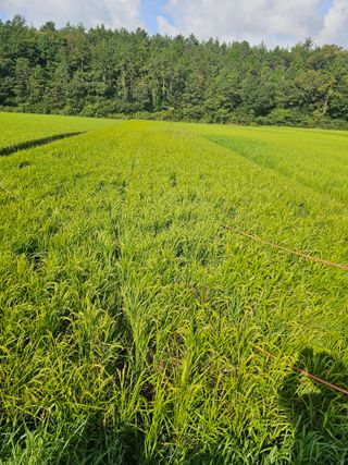 차춘석 님의 벼 · 영농일지 작성글 사진
