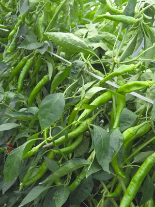 이석팔님의 고추 · 영농일지 작성글 사진