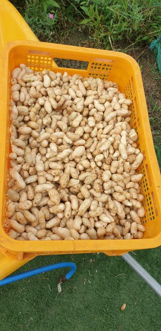 정천복님의 기타작물 · 영농일지 작성글 사진