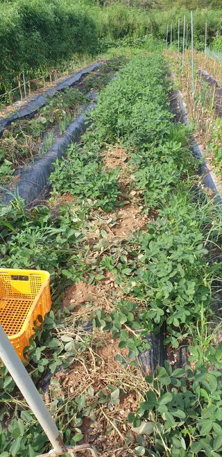 정천복님의 기타작물 · 영농일지 작성글 사진