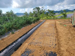 래안농장님의 파 · 영농일지 작성글 사진