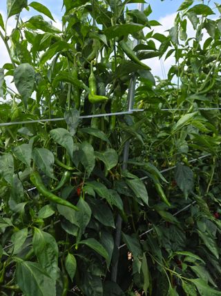 이석팔님의 고추 · 영농일지 작성글 사진