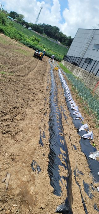 장재농원 최재석님의 배추 · 영농일지 작성글 사진