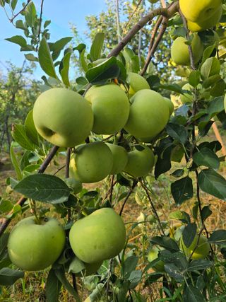 최동구님의 사과 · 영농일지 작성글 사진