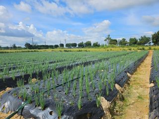 정명진님의 파 · 영농일지 작성글 사진
