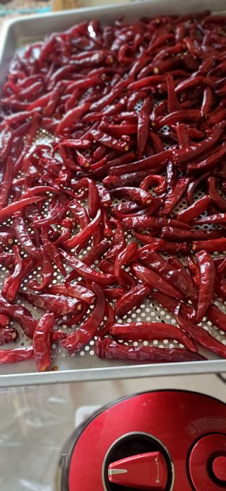 초보퍼머5도2촌준비님의 기타작물 · 영농일지 작성글 사진