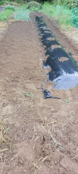 팜모닝 배추·영농일지 게시글 이미지