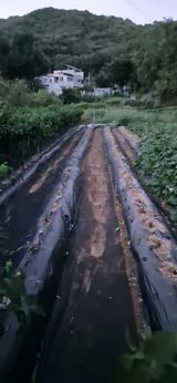 팜모닝 고추·영농일지 게시글 이미지