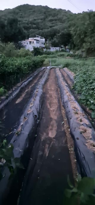 매실21434님의 고추 · 영농일지 작성글 사진