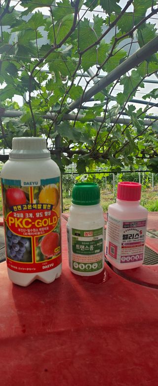 대파13439님의 포도 · 영농일지 작성글 사진