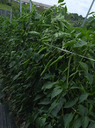 이석팔님의 고추 · 영농일지 작성글 사진