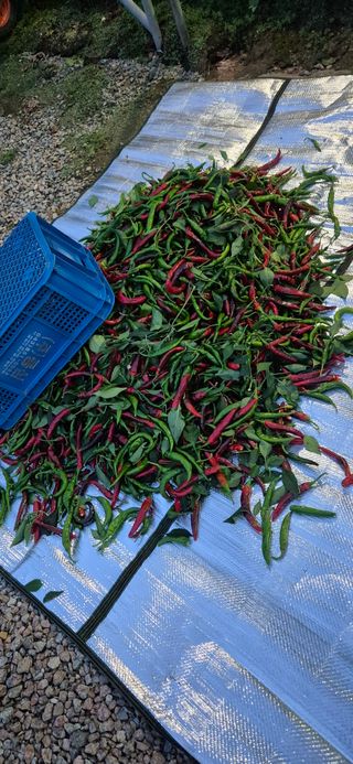 매실21434님의 고추 · 영농일지 작성글 사진