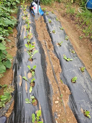 토깽이(김미숙)님의 배추 · 영농일지 작성글 사진