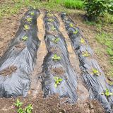 팜모닝 기타작물·영농일지 게시글 이미지