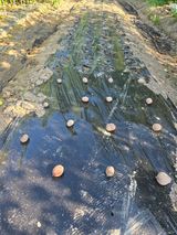 팜모닝 감자·영농일지 게시글 이미지