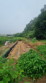 팜모닝 배추·영농일지 게시글 이미지