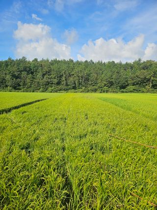 차춘석 님의 벼 · 영농일지 작성글 사진