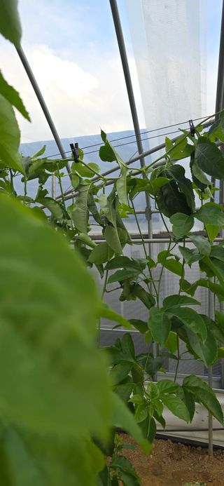 강단아님의 기타작물 · 영농일지 작성글 사진