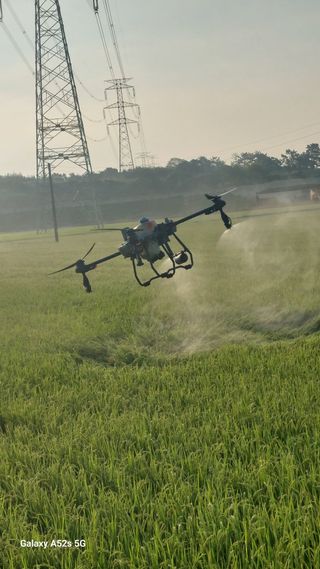 파릇파릇님의 벼 · 영농일지 작성글 사진