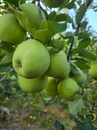 최동구님의 사과 · 영농일지 작성글 사진