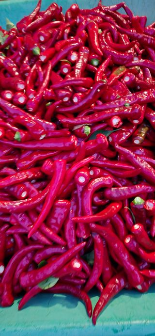 매실21434님의 고추 · 영농일지 작성글 사진