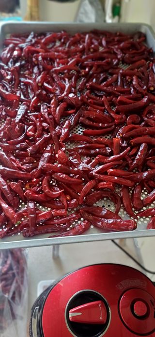 초보퍼머5도2촌준비님의 기타작물 · 영농일지 작성글 사진