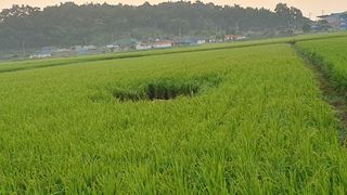 금강석님의 기타작물 · 영농일지 작성글 사진