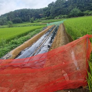 백현호님의 배추 · 영농일지 작성글 사진