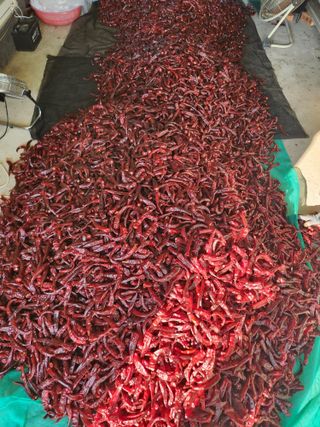 고흥거금도농부님의 고추 · 영농일지 작성글 사진