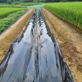 백현호님의 배추 · 영농일지 작성글 사진