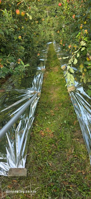 자연자유님의 사과 · 영농일지 작성글 사진