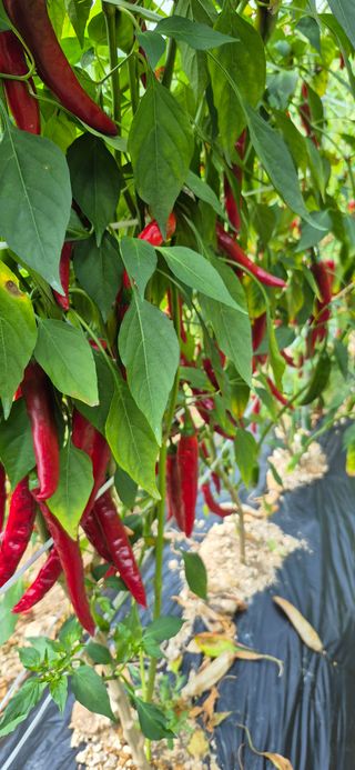 강성분님의 고추 · 영농일지 작성글 사진