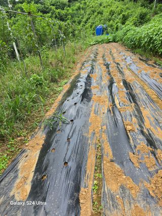 김종협님의 기타작물 · 영농일지 작성글 사진