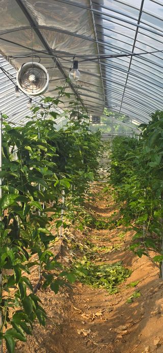 강단아님의 호박 · 영농일지 작성글 사진