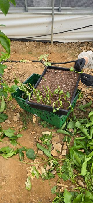 강단아님의 기타작물 · 영농일지 작성글 사진