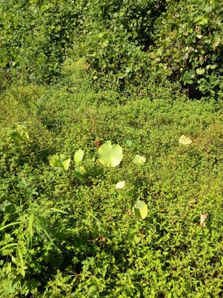 윤석돈님의 기타작물 · 영농일지 작성글 사진