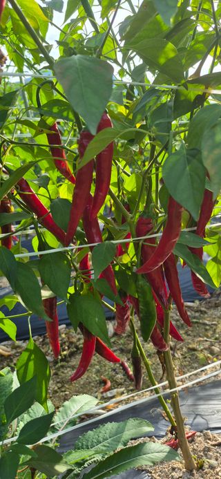 강성분님의 고추 · 영농일지 작성글 사진