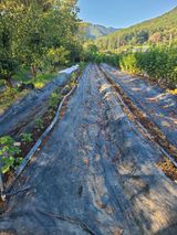 팜모닝 딸기·영농일지 게시글 이미지