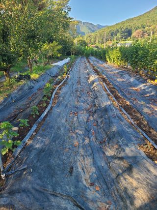 만청님의 딸기 · 영농일지 작성글 사진