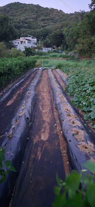 매실21434님의 고추 · 영농일지 작성글 사진