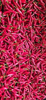 팜모닝 고추·영농일지 게시글 이미지